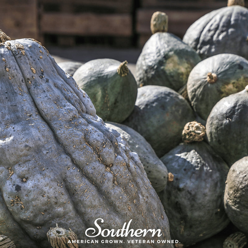 Load image into Gallery viewer, Blue Hubbard Winter Squash – 20 Seeds
