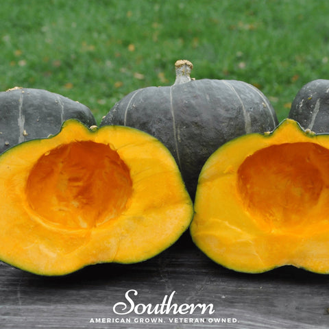 Buttercup Burgess Winter Squash – 20 Seeds, additional product view 2