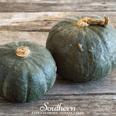 Buttercup Burgess Winter Squash seeds package, 20 count, GrowTime Garden Supply