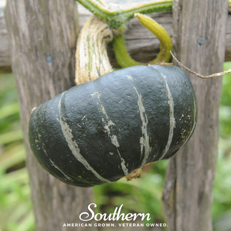Load image into Gallery viewer, Buttercup Burgess Winter Squash – 20 Seeds
