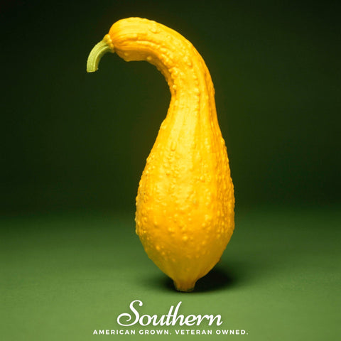 Crookneck Summer Squash 25 Seeds