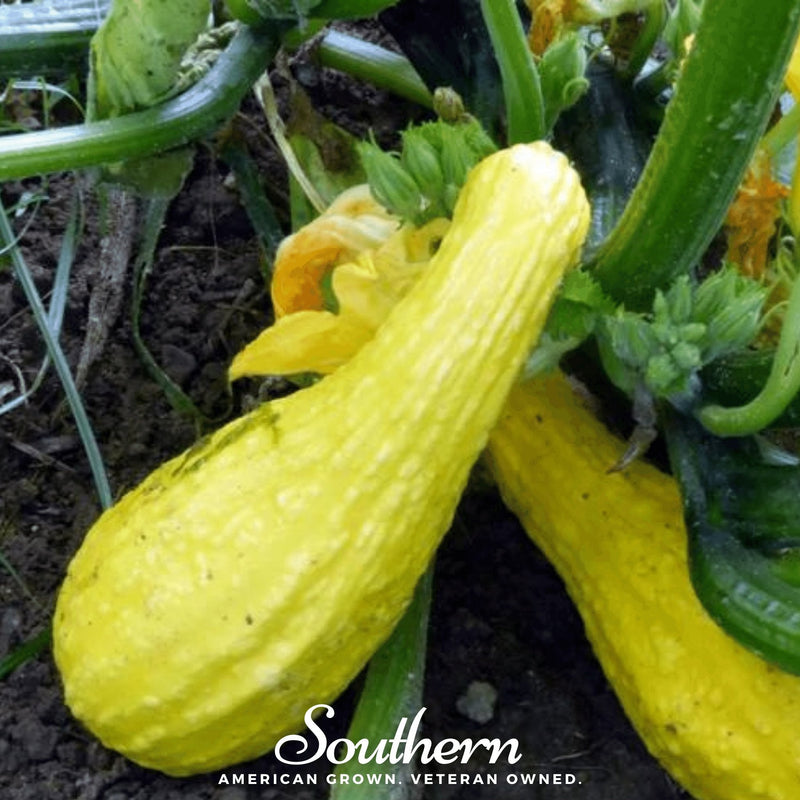 Load image into Gallery viewer, Crookneck Summer Squash – 25 Seeds
