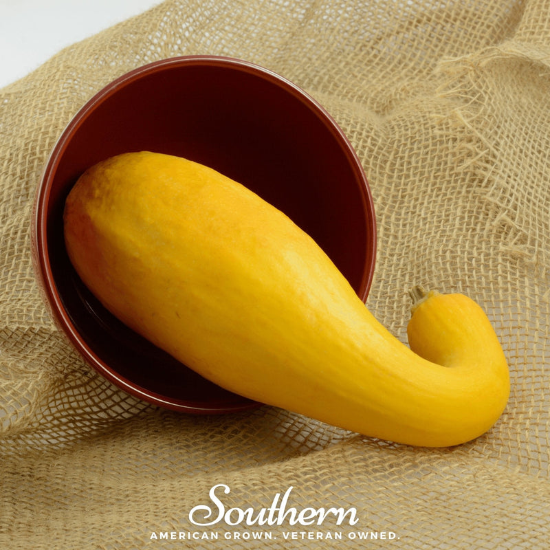 Load image into Gallery viewer, Crookneck Summer Squash – 25 Seeds
