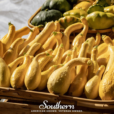 Crookneck Summer Squash – 25 Seeds, additional product view 2