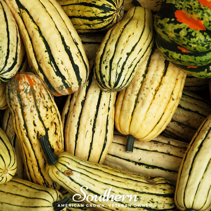 Load image into Gallery viewer, Delicata Squash – 20 Seeds

