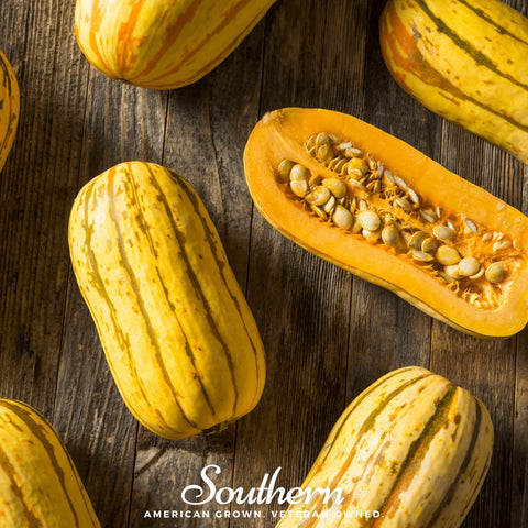 Delicata Squash seeds package, 20 count, GrowTime Garden Supply