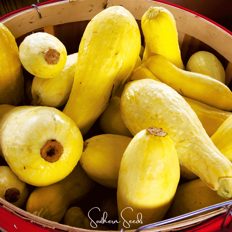 Load image into Gallery viewer, Early Prolific Straightneck Squash – 25 Seeds
