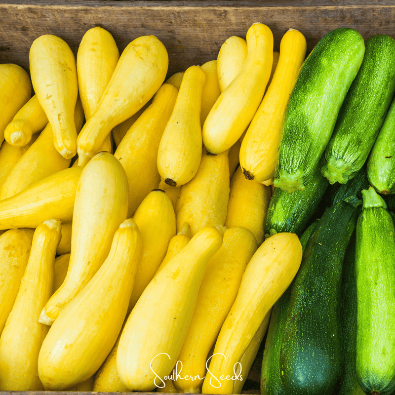 Load image into Gallery viewer, Early Prolific Straightneck Squash – 25 Seeds
