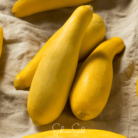 Early Prolific Straightneck Squash 25 Seeds