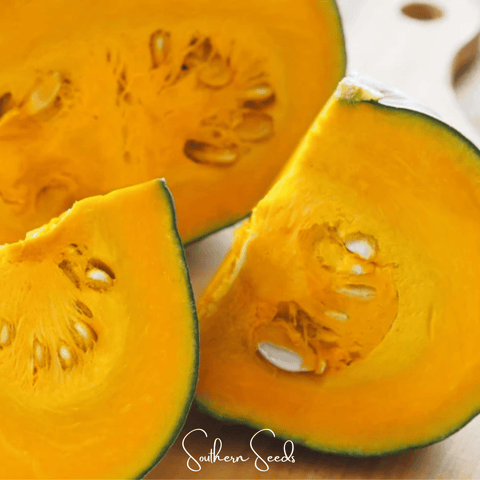 Black Forest Kabocha Squash – 10 Seeds, additional product view 2