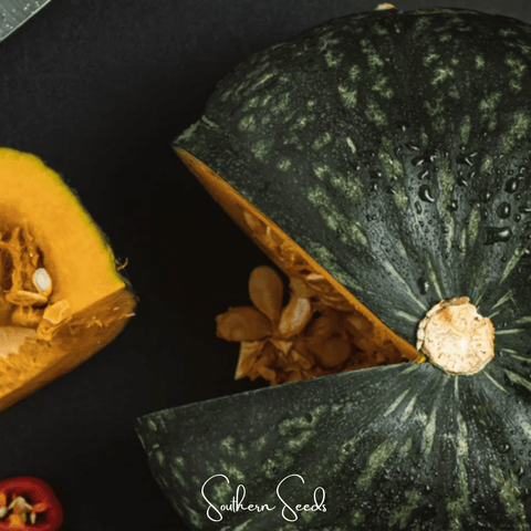Black Forest Kabocha Squash 10 Seeds