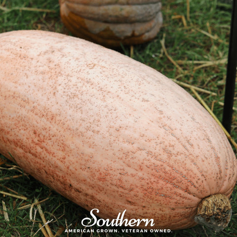 Pink Banana Squash seeds package, 25 count, GrowTime Garden Supply