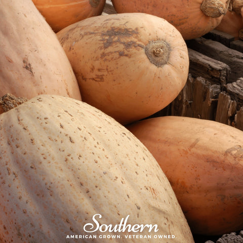 Pink Banana Squash – 25 Seeds, additional product view 2