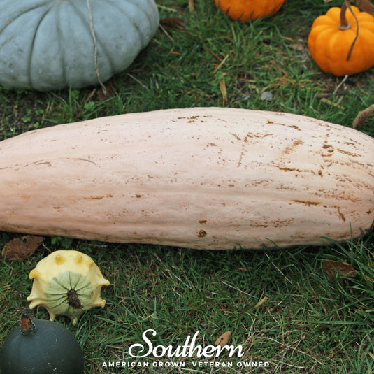 Pink Banana Squash – 25 Seeds