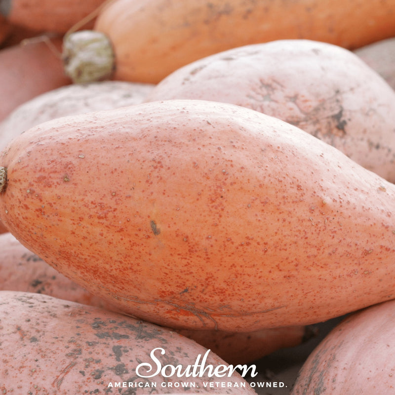 Load image into Gallery viewer, Pink Banana Squash – 25 Seeds

