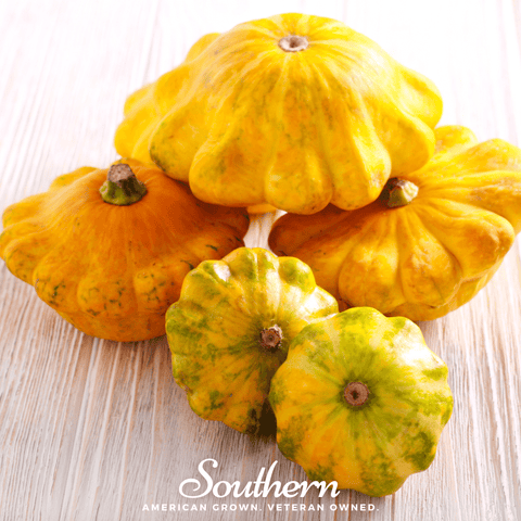 Scallop Yellow Bush Summer Squash – 25 Seeds, additional product view 2