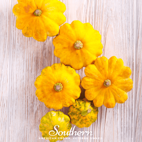 Scallop Yellow Bush Summer Squash 25 Seeds