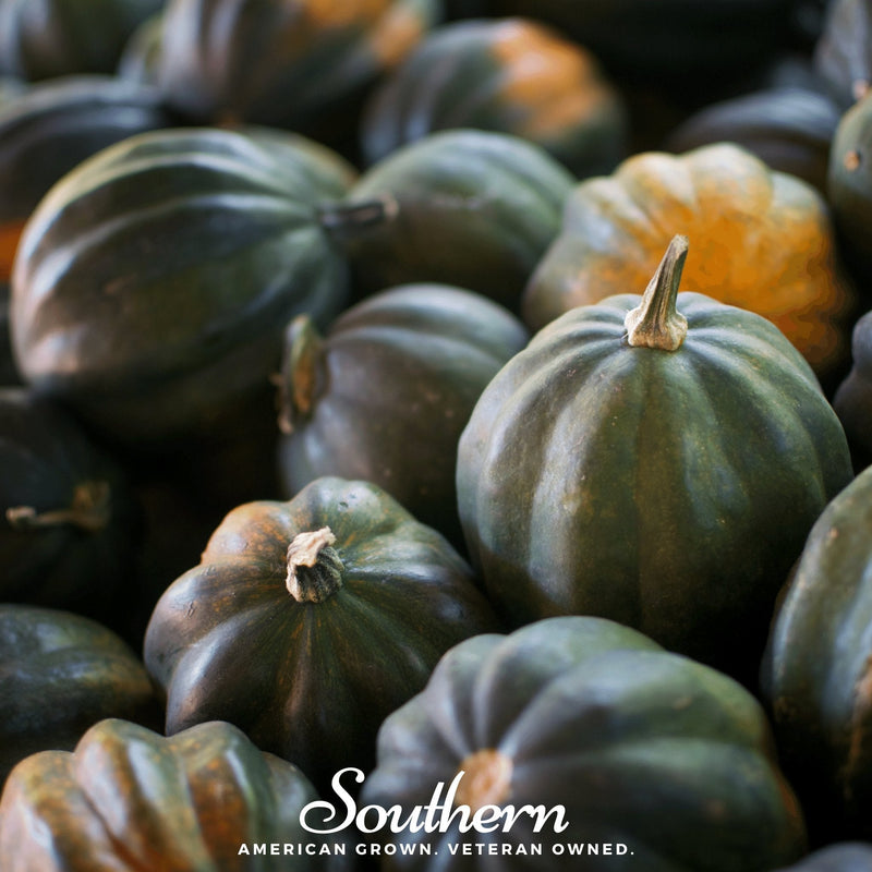 Load image into Gallery viewer, Table Queen Acorn Winter Squash – 25 Seeds
