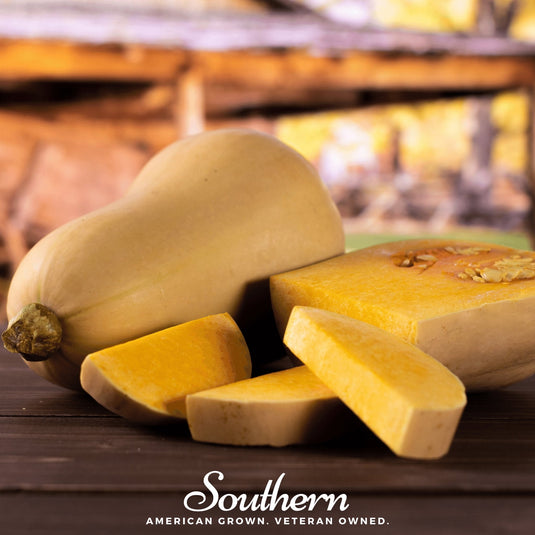 Waltham Butternut Winter Squash – 25 Seeds