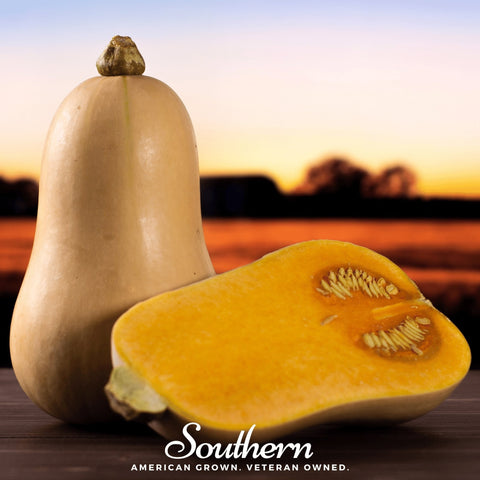 Waltham Butternut Winter Squash 25 Seeds
