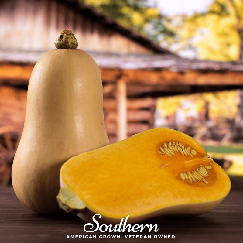 Load image into Gallery viewer, Waltham Butternut Winter Squash – 25 Seeds

