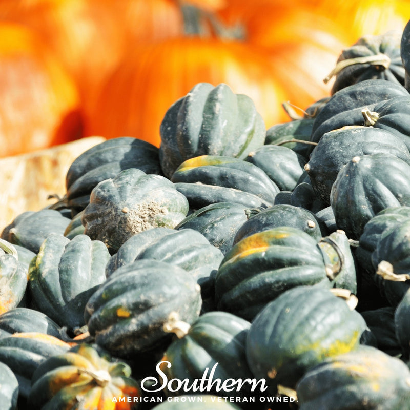 Load image into Gallery viewer, Table King Acorn Winter Squash – 20 Seeds

