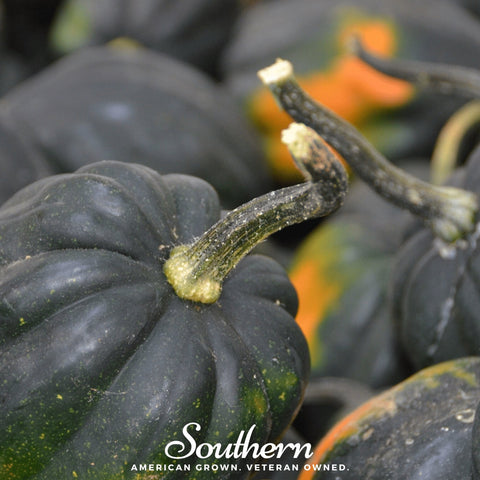 Table King Acorn Winter Squash seeds package, 20 count, GrowTime Garden Supply