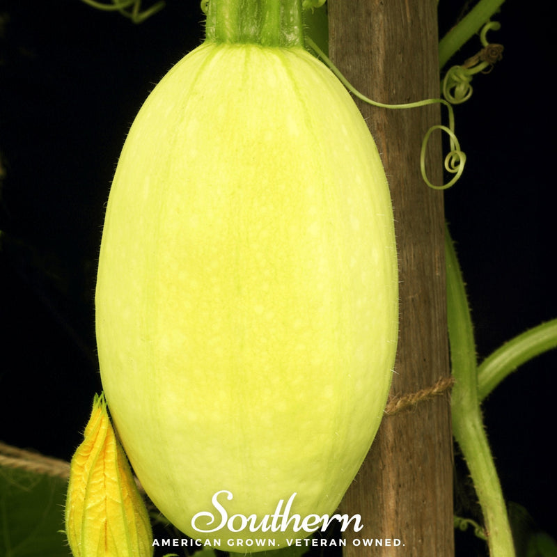 Load image into Gallery viewer, Spaghetti Winter Squash – 20 Seeds
