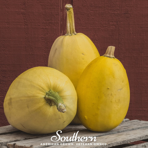 Spaghetti Winter Squash seeds package, 20 count, GrowTime Garden Supply