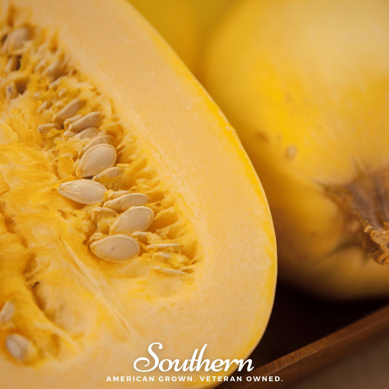 Load image into Gallery viewer, Spaghetti Winter Squash – 20 Seeds
