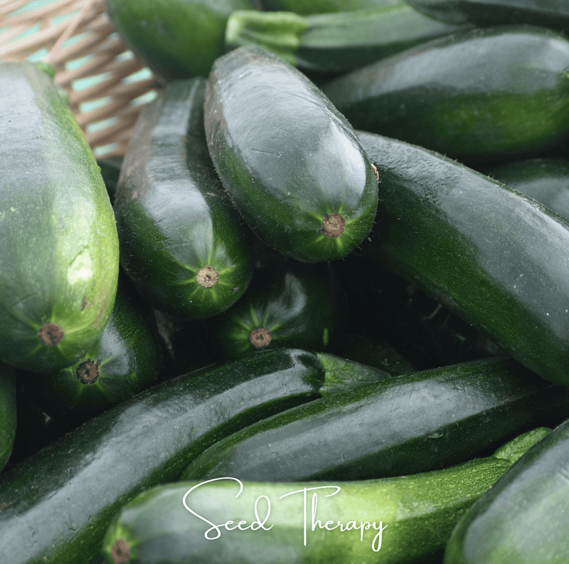 Load image into Gallery viewer, Black Beauty Summer Zucchini Squash – 25 Seeds
