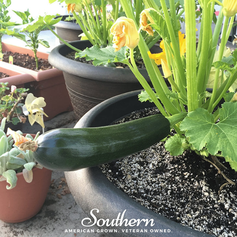Load image into Gallery viewer, Black Beauty Summer Zucchini Squash – 25 Seeds
