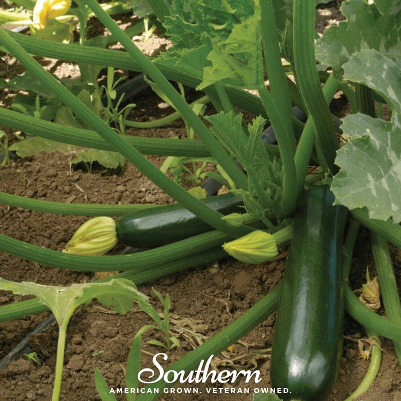 Load image into Gallery viewer, Black Beauty Summer Zucchini Squash – 25 Seeds
