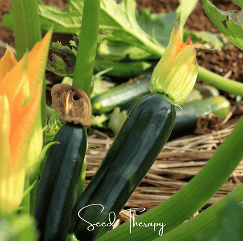 Black Beauty Zucchini Squash seeds package, 25 count, GrowTime Garden Supply