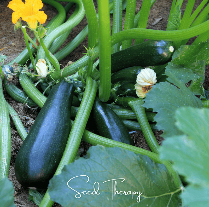 Load image into Gallery viewer, Black Beauty Summer Zucchini Squash – 25 Seeds
