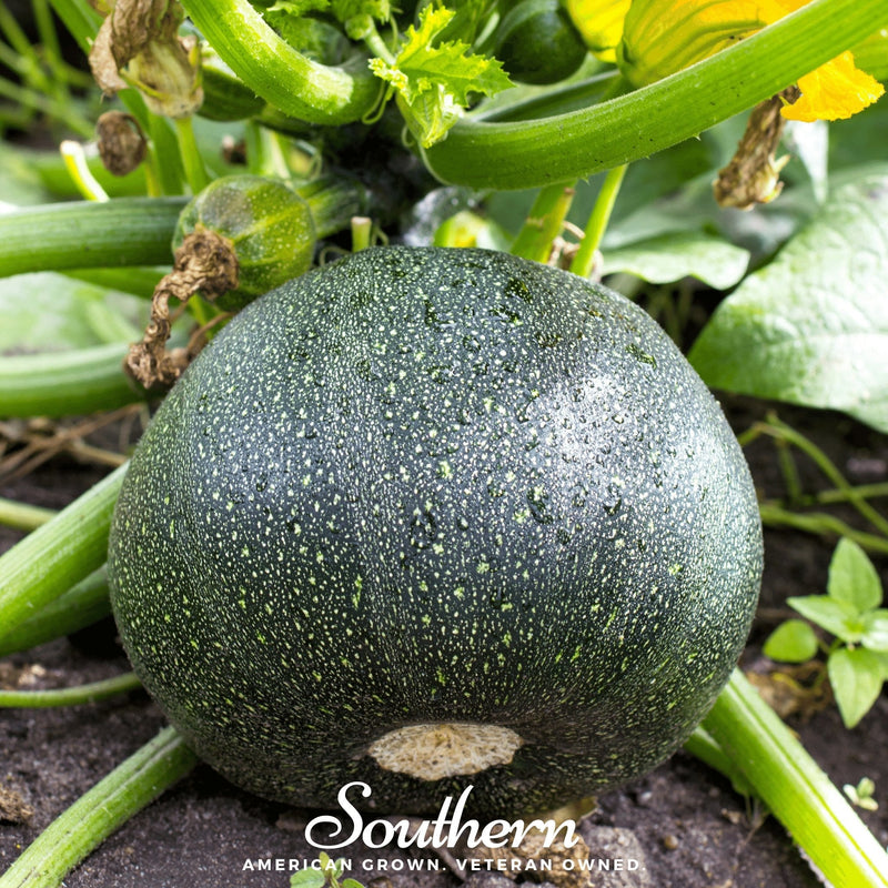 Load image into Gallery viewer, Zucchini Round Summer Squash – 25 Seeds
