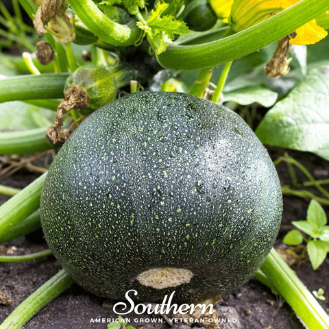 Zucchini Round Summer Squash – 25 Seeds, additional product view 2