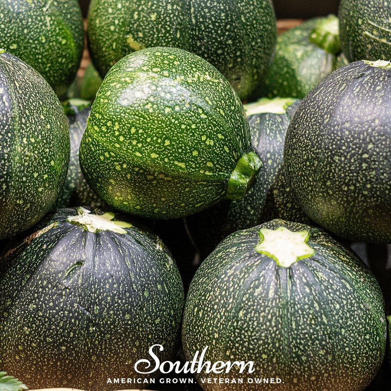 Load image into Gallery viewer, Zucchini Round Summer Squash – 25 Seeds
