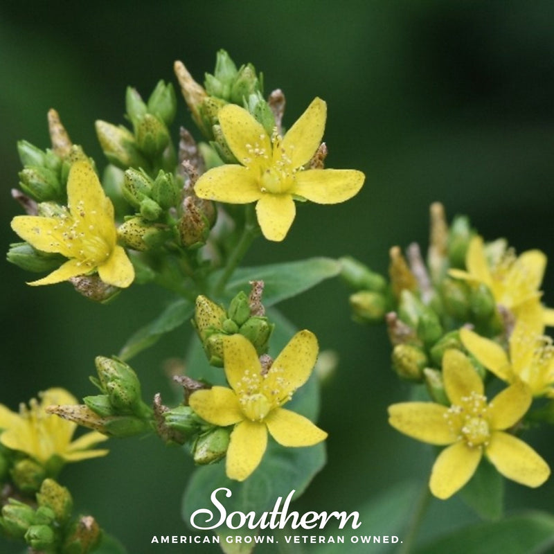Load image into Gallery viewer, Dotted St. John’s Wort – 100 Seeds
