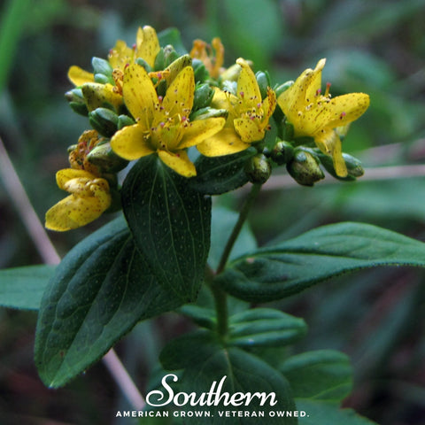 Dotted St. John's Wort – 100 Seeds, additional product view 2