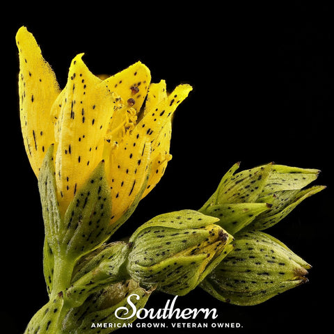 Dotted St. John's Wort 100 Seeds