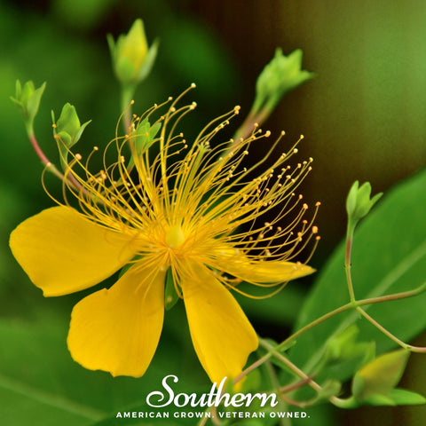 Greater St. John's Wort 100 Seeds