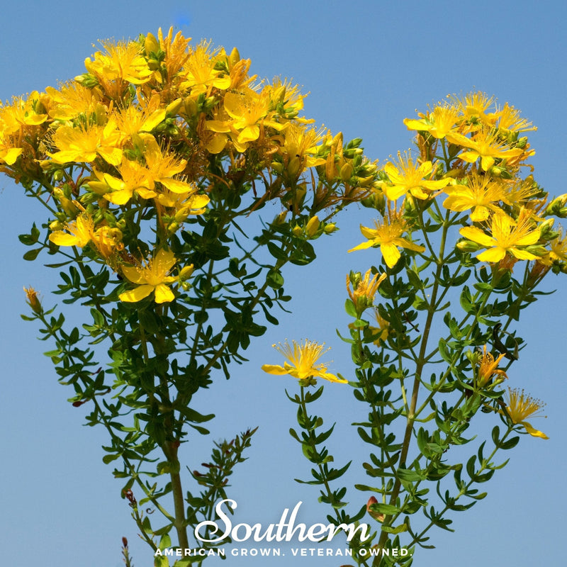 Load image into Gallery viewer, Greater St. John’s Wort – 100 Seeds
