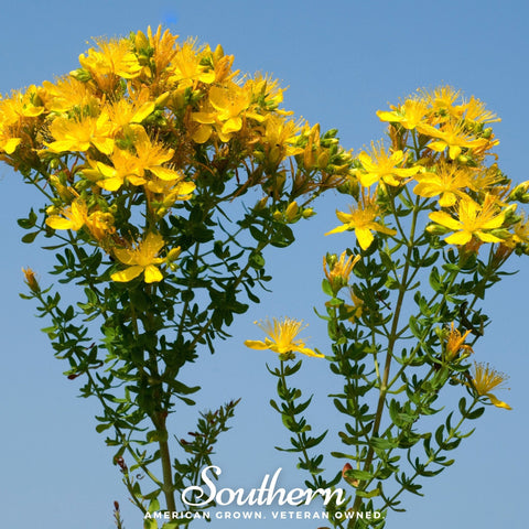 Greater St. John's Wort – 100 Seeds, additional product view 2