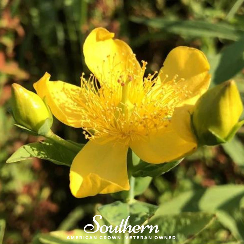 Load image into Gallery viewer, Greater St. John’s Wort – 100 Seeds
