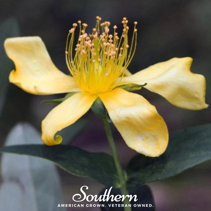Load image into Gallery viewer, Greater St. John’s Wort – 100 Seeds
