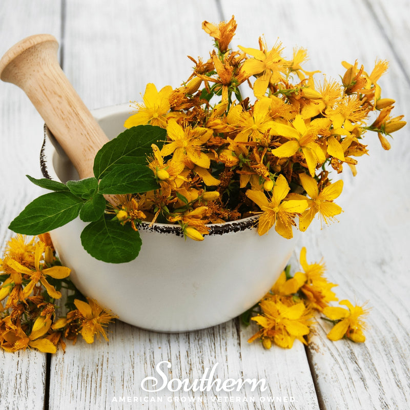 Load image into Gallery viewer, St. John’s Wort – 100 Seeds
