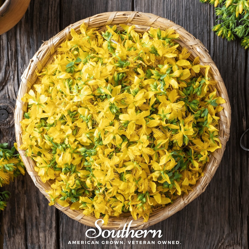 Load image into Gallery viewer, St. John’s Wort – 100 Seeds
