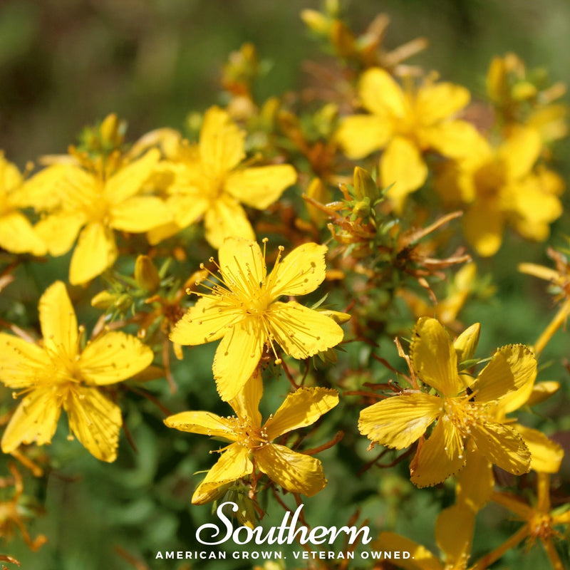 Load image into Gallery viewer, St. John’s Wort – 100 Seeds

