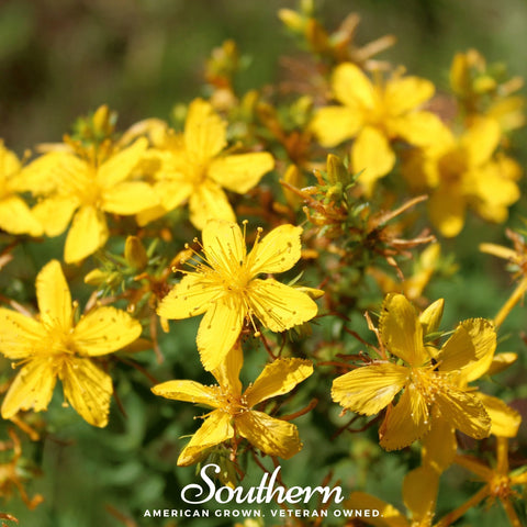 St. John's Wort seeds package, 100 count, GrowTime Garden Supply